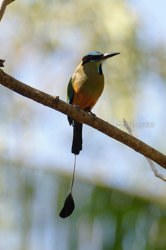 Turquoise-browed motmot